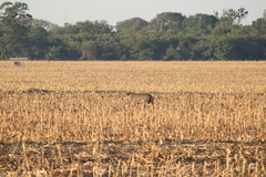 Tapirus terrestris