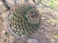 Mammillaria grusonii