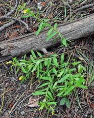 Lithospermum multiflorum