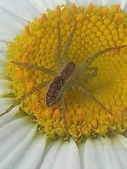 Dolomedes