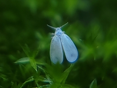 Aleyrodidae