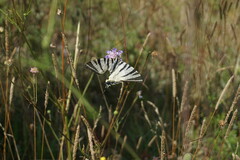 Iphiclides podalirius