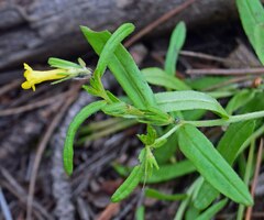 Lithospermum multiflorum