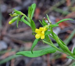Lithospermum multiflorum