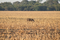 Tapirus terrestris