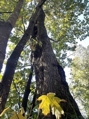 Kretzschmaria deusta