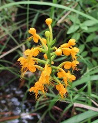 Platanthera cristata