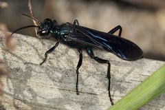 Chalybion californicum