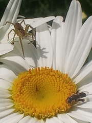 Dolomedes