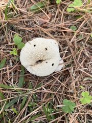 Lycoperdon excipuliforme