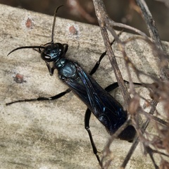 Chalybion californicum