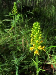 Platanthera cristata