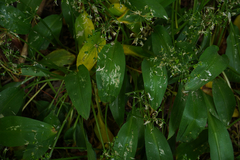 Allium ursinum