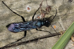 Chalybion californicum