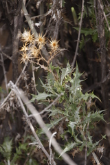 Berkheya canescens