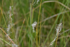 Trichophorum alpinum