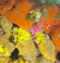 Serpula vermicularis