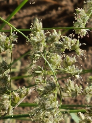 Eragrostis echinochloidea