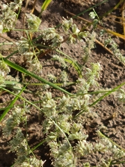 Eragrostis echinochloidea