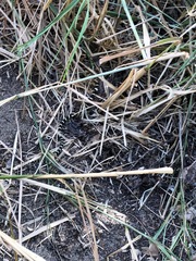 Lampropeltis californiae