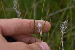 Trichophorum alpinum