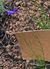 Campanula rotundifolia