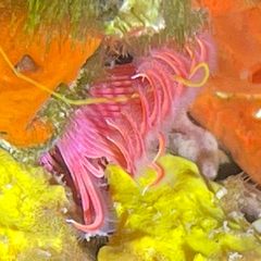 Serpula vermicularis
