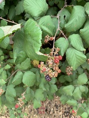 Rubus ulmifolius