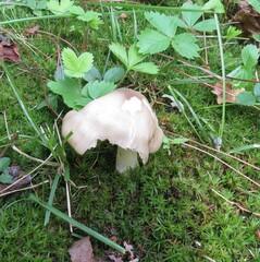 Entoloma strictius