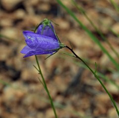 Campanula rotundifolia