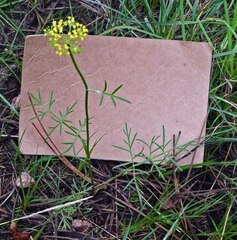 Cymopterus lemmonii