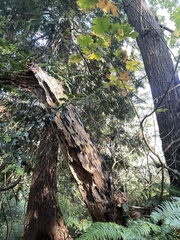 Kretzschmaria deusta