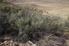 Montinia caryophyllacea