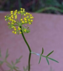 Cymopterus lemmonii