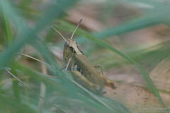 Gomphocerippus rufus