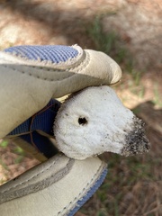 Lycoperdon excipuliforme