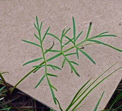 Cymopterus lemmonii