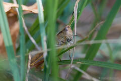 Gomphocerippus rufus