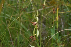 Epipactis gigantea