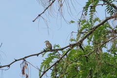 Ficedula