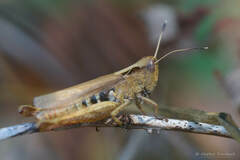 Gomphocerippus rufus