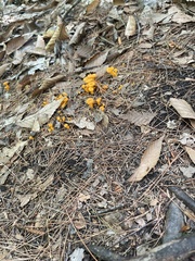 Craterellus