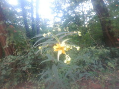 Helianthus microcephalus