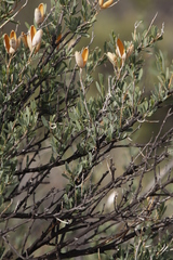 Montinia caryophyllacea