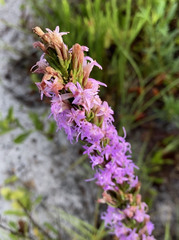 Liatris chapmanii