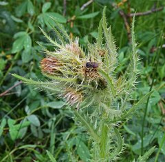 Cirsium scopulorum