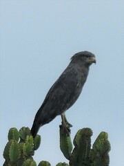 Circaetus cinerascens