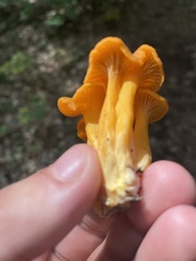 Craterellus