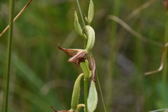 Epipactis gigantea