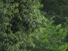 Chloroceryle amazona